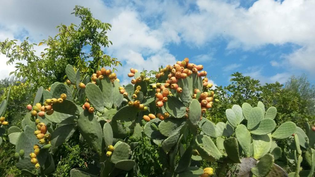 ביצ'לייה Agriturismo Le Vedute מראה חיצוני תמונה
